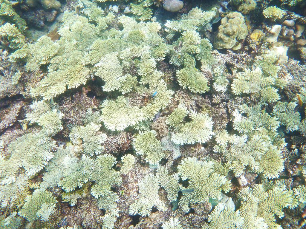 Discovery Coron Formerly Club Paradise Palawan Kültér fotó