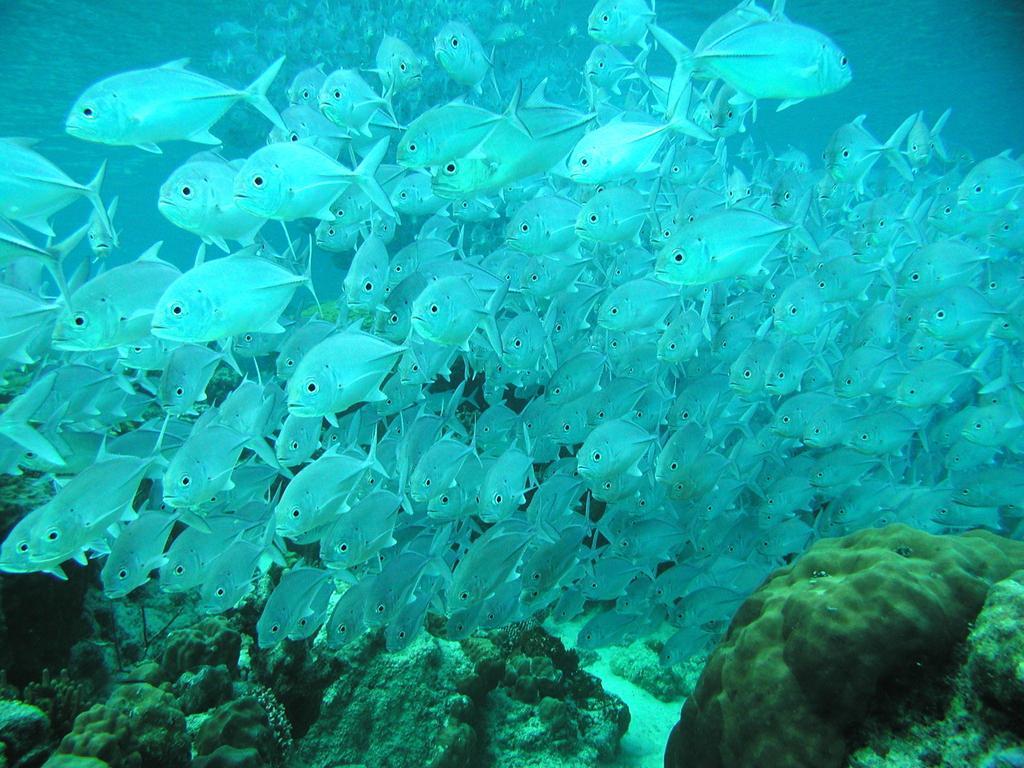 Discovery Coron Formerly Club Paradise Palawan Kültér fotó